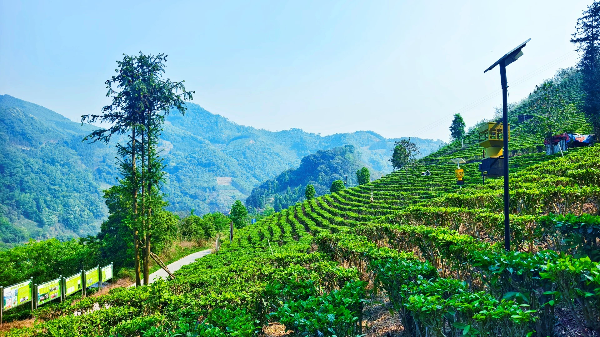 凌雲白毫茶：春茶採摘正當時 一片葉子富萬家