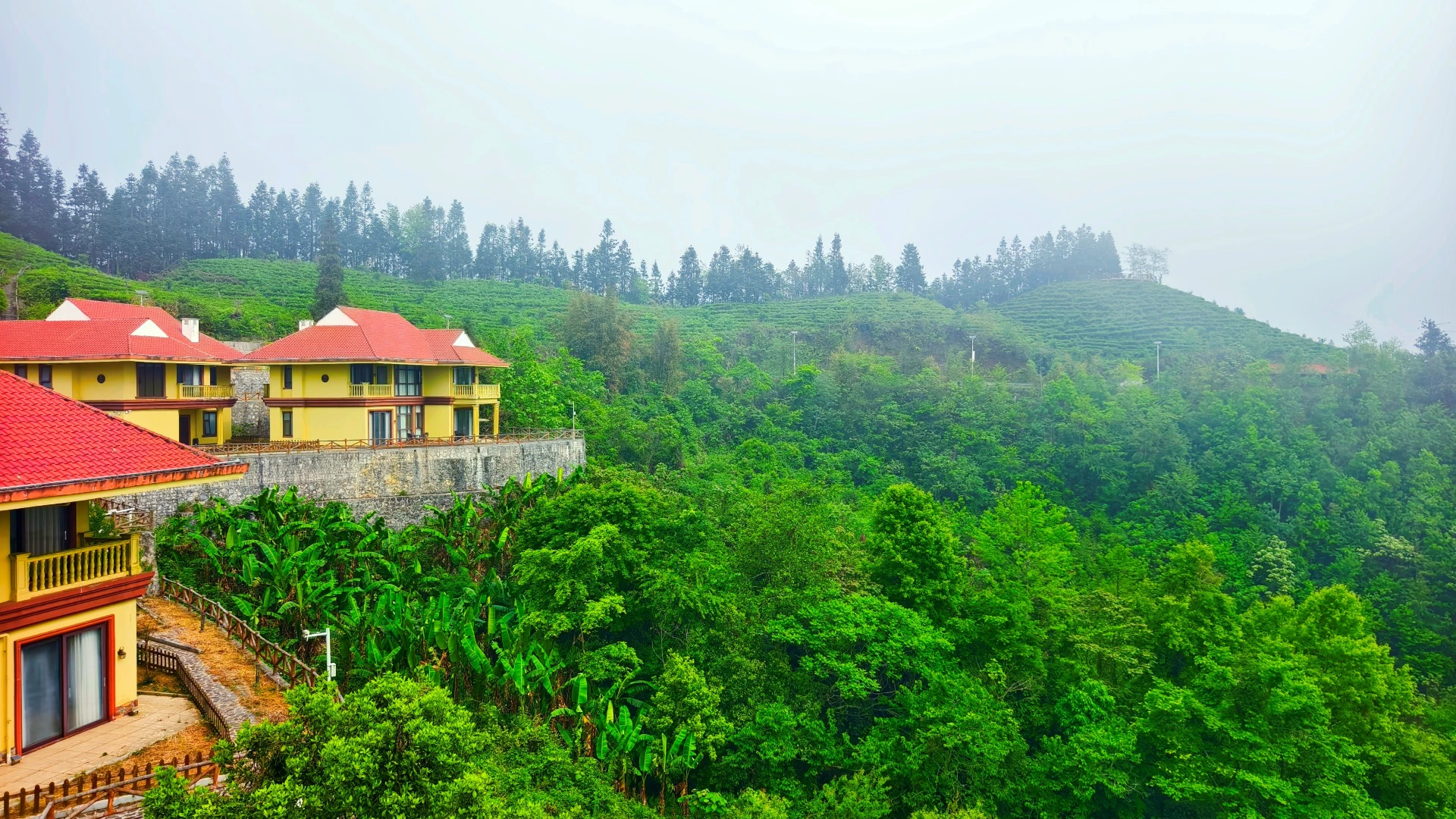 一葉紅茶映青山  百色紅茶的生態密碼與產業振興路