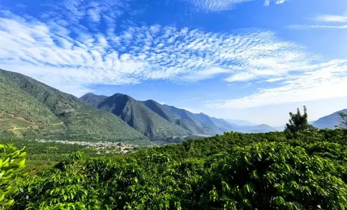 「中國咖啡第一村」：從「種咖啡」到「興體驗」的轉型路