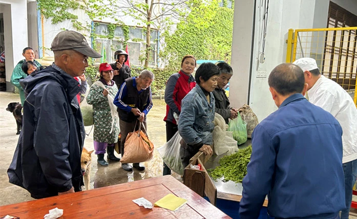 皖黟縣洪星：黨建引領產業興 大山深處茶香濃