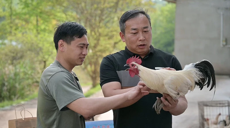 皖祁門縣：「和美鄉村直播」助農增收促振興