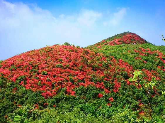 感受生態之美與潮玩之樂  皖黟縣宏潭五溪山杜鵑漫山邀客八方