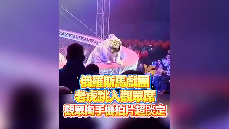 有片 | 俄羅斯馬戲團老虎跳入觀眾席 觀眾掏手機拍片超淡定！