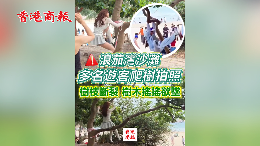 有片丨浪茄灣沙灘 多名遊客爬樹拍照 樹枝斷裂 樹木搖搖欲墜