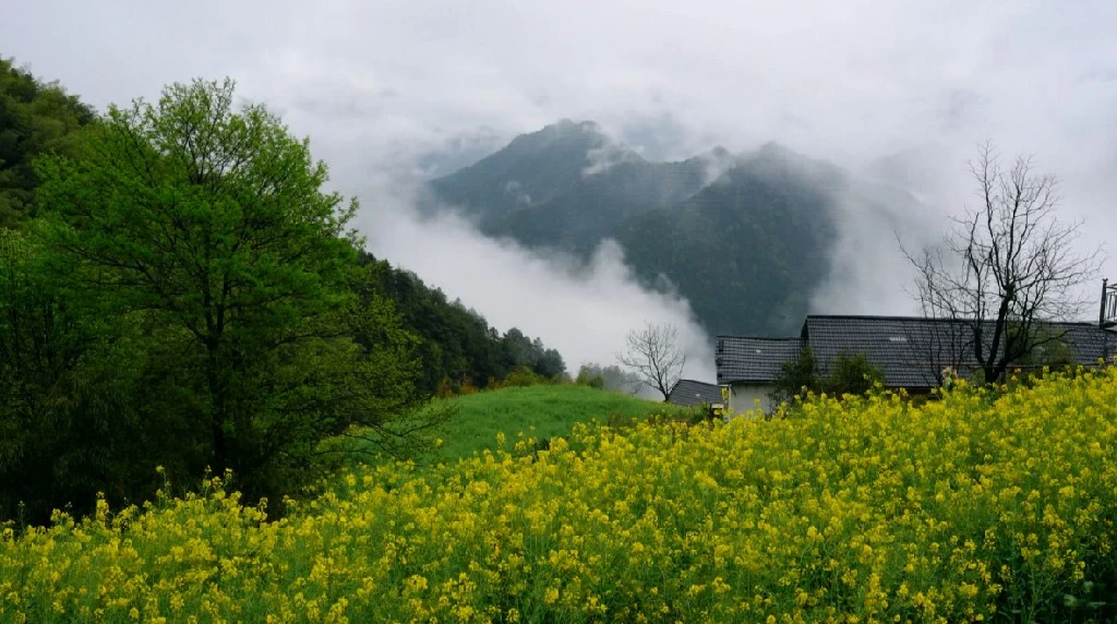 皖歙縣：徽州春日美如畫 山水田園引客來