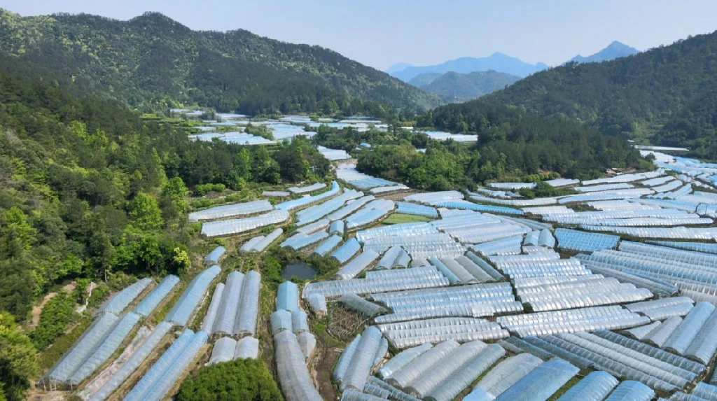 皖歙縣桂林鎮：春管「梳妝」正當時  盛夏甜蜜已可期
