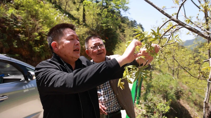 皖歙縣：無人機飛防助力山核桃產業升級