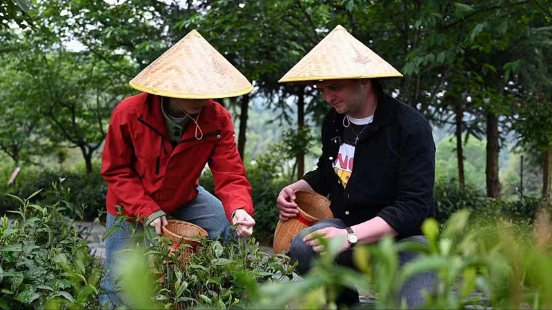 以茶為媒聯通世界  「國際網紅看安徽」活動走進祁門