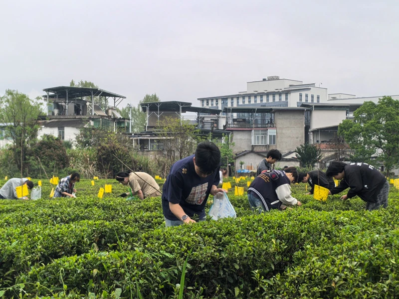 皖屯溪：校企合作育人才 實踐礪技傳茶香