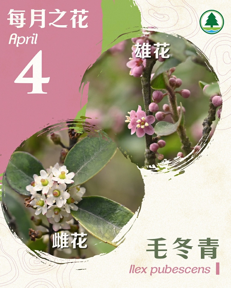 4月之花毛冬青 漁護署：雌雄異株增加遺傳多樣性