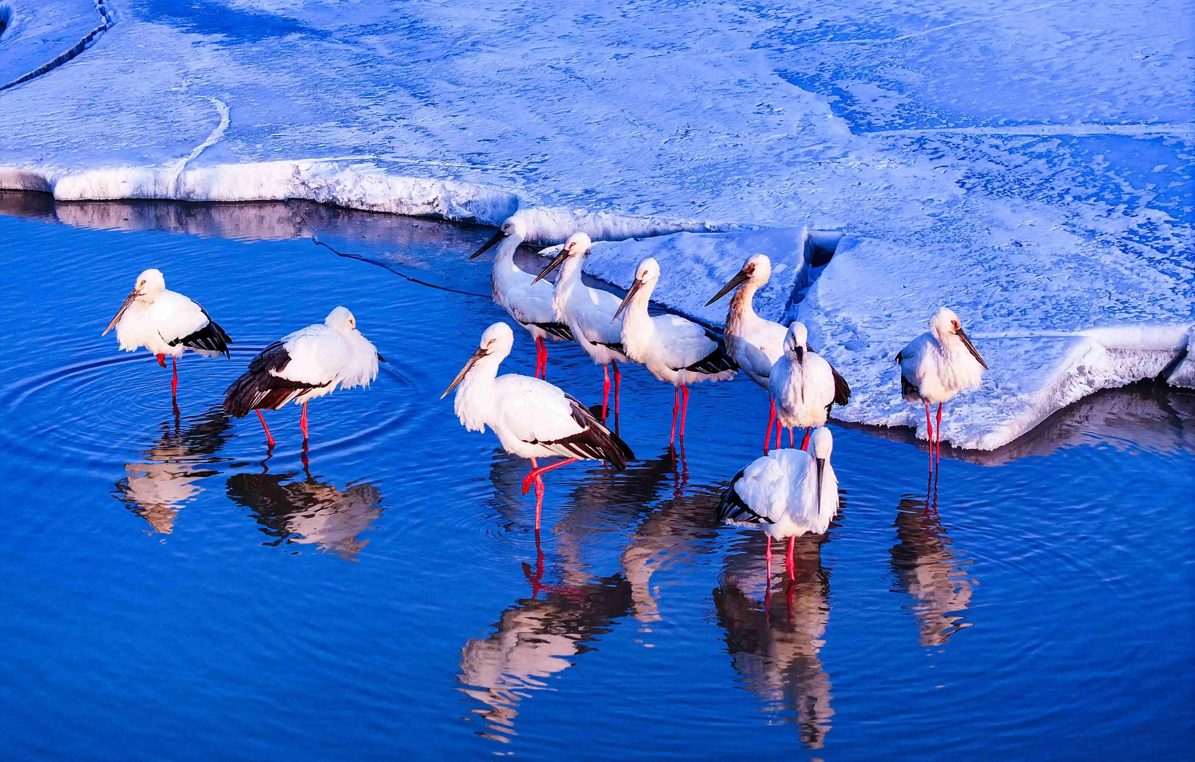 黑龍江雙鴨山：大美濕地萬羽歡
