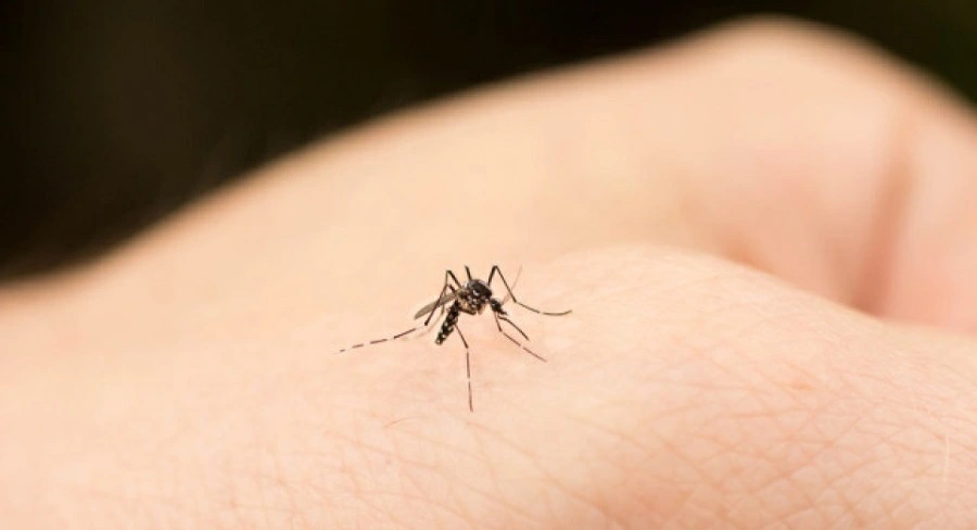 香港錄今年首宗登革熱本地個案 歐家榮：本地傳播風險屬中等水平