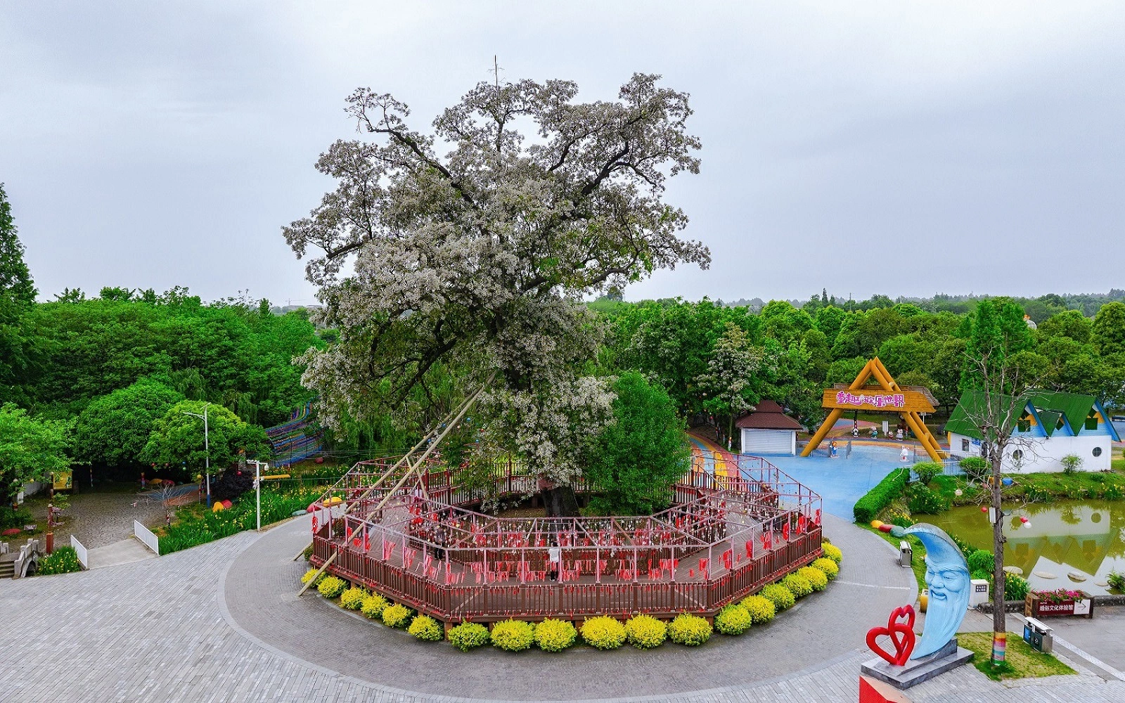 千年紅豆樹盛放 四川什邡推動「花期經濟」轉型「四季經濟」