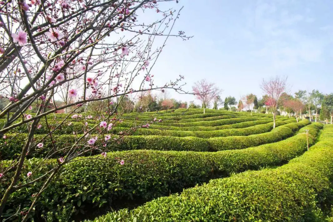 徽州區躋身安徽茶旅融合發展標桿行列