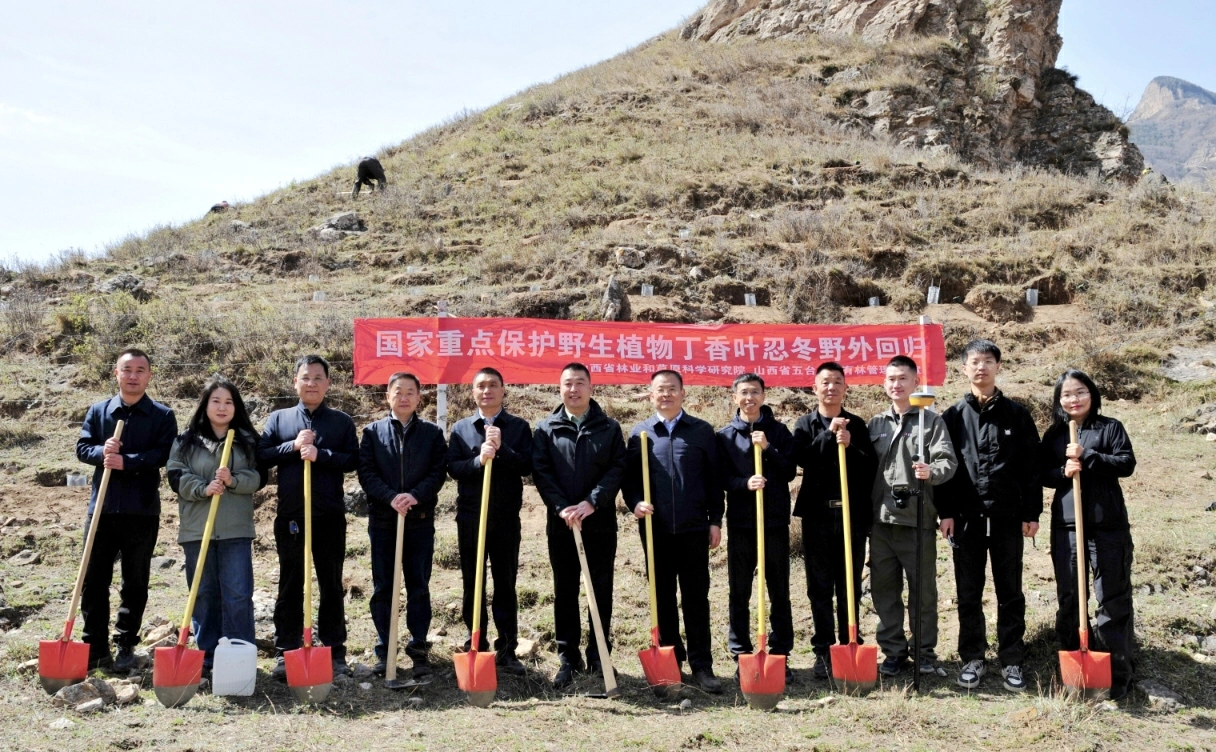 山西360株丁香葉忍冬幼苗重返原生境——創最大規模野外回歸全國紀錄