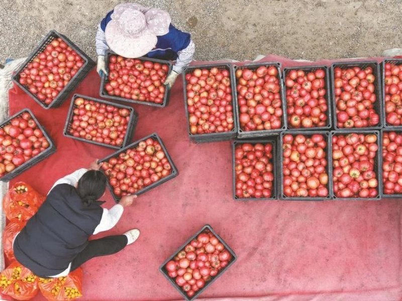 安徽巢湖：番茄迎豐收  產業促振興