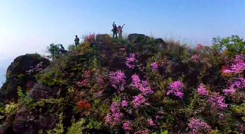 皖祁門：高山杜鵑醉遊人  大洪古道美如畫