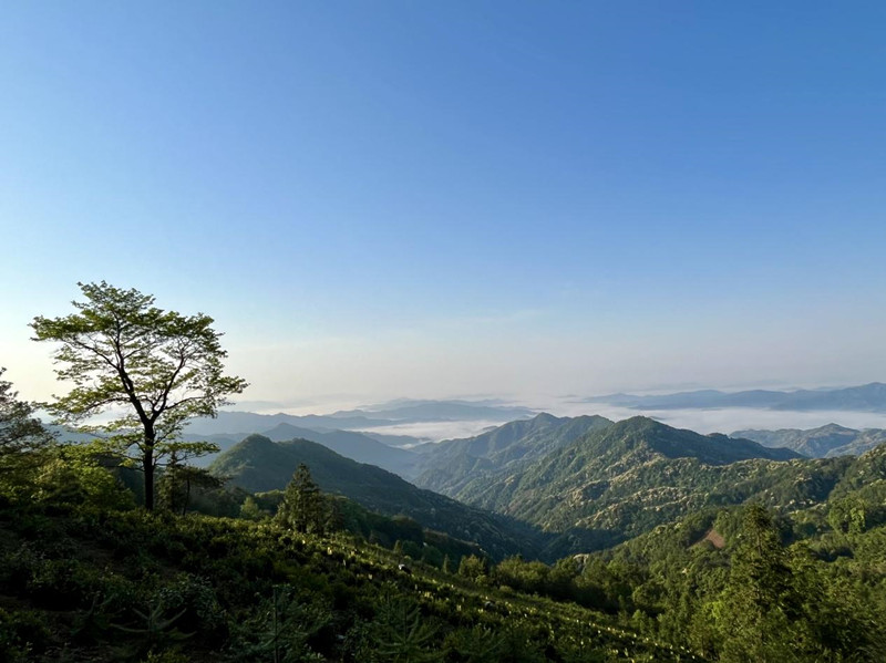皖祁門新安鎮：激活群眾自治築牢茶業增收根基
