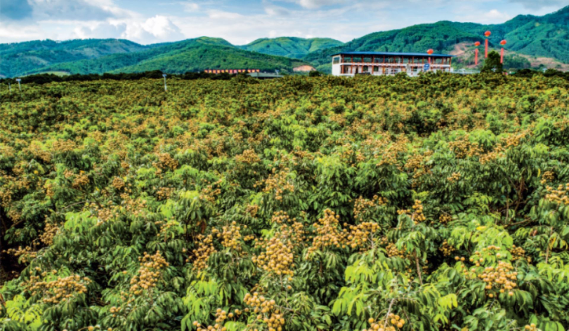 平南石硤龍眼：一顆「小金果」的鄉村振興「甜」密碼
