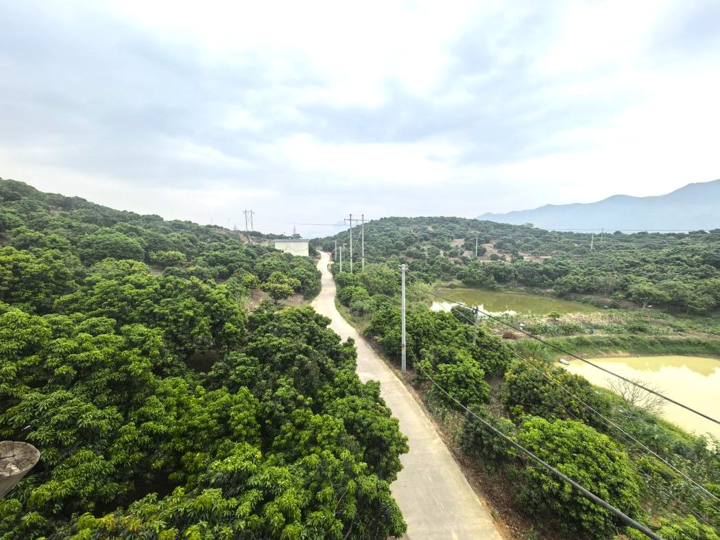 桂平麻垌荔枝品牌抱團闖出振興路