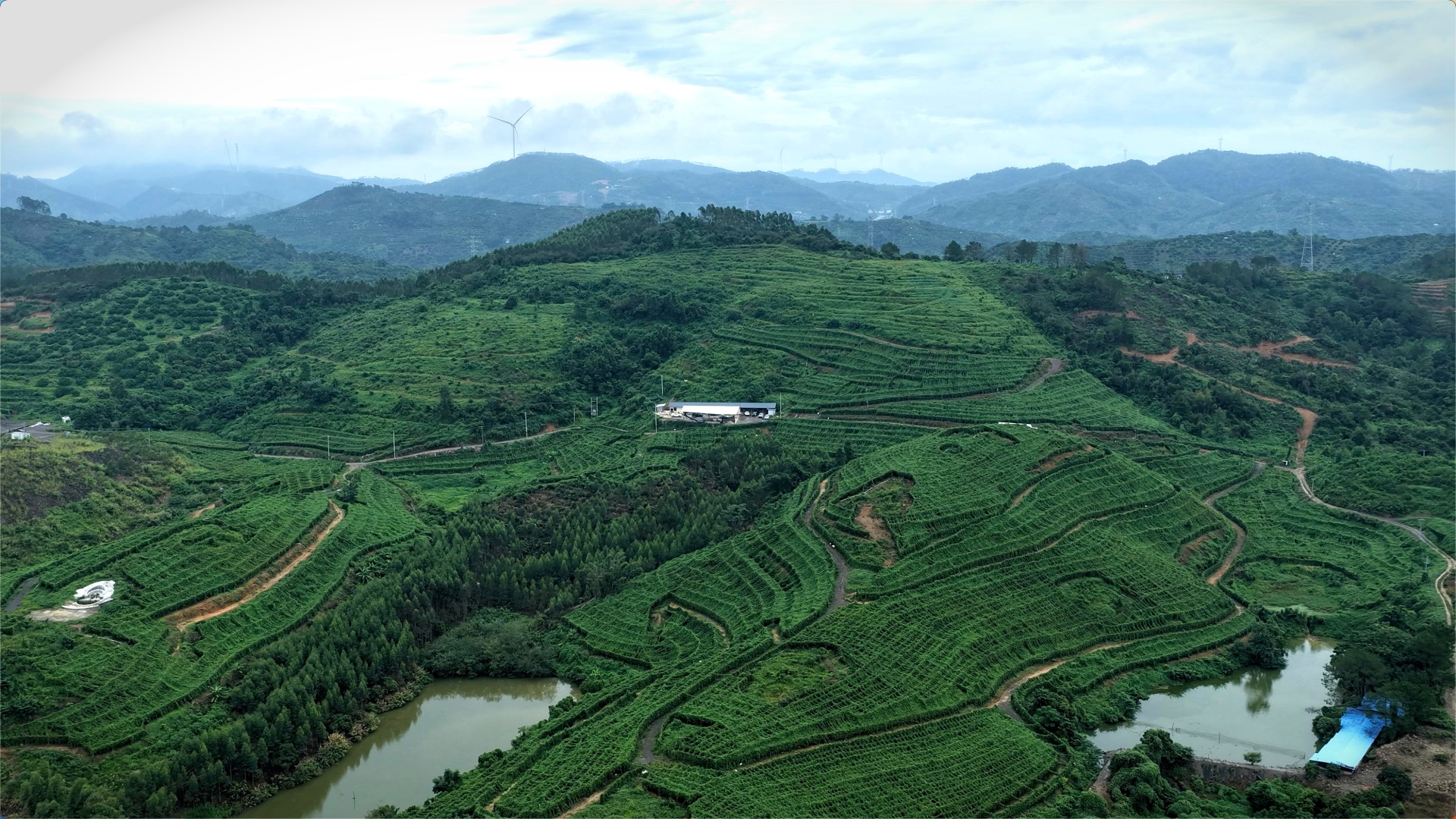 從一株種苗到全鏈蝶變——北流百香果產業重生記