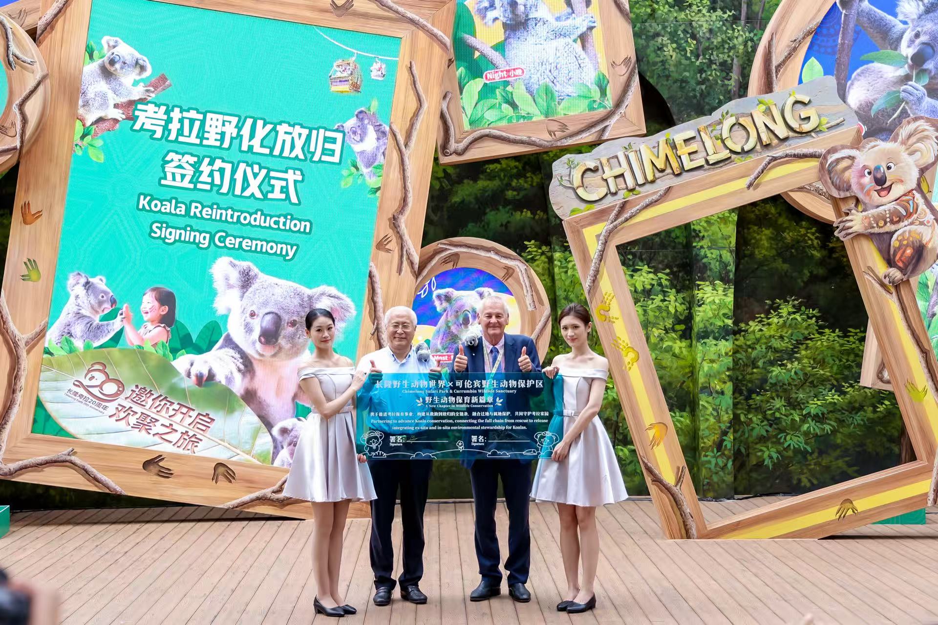 從6隻到8代80餘只大家族  長隆考拉保育20年  啟動考拉野化放歸澳大利亞原生棲地計劃