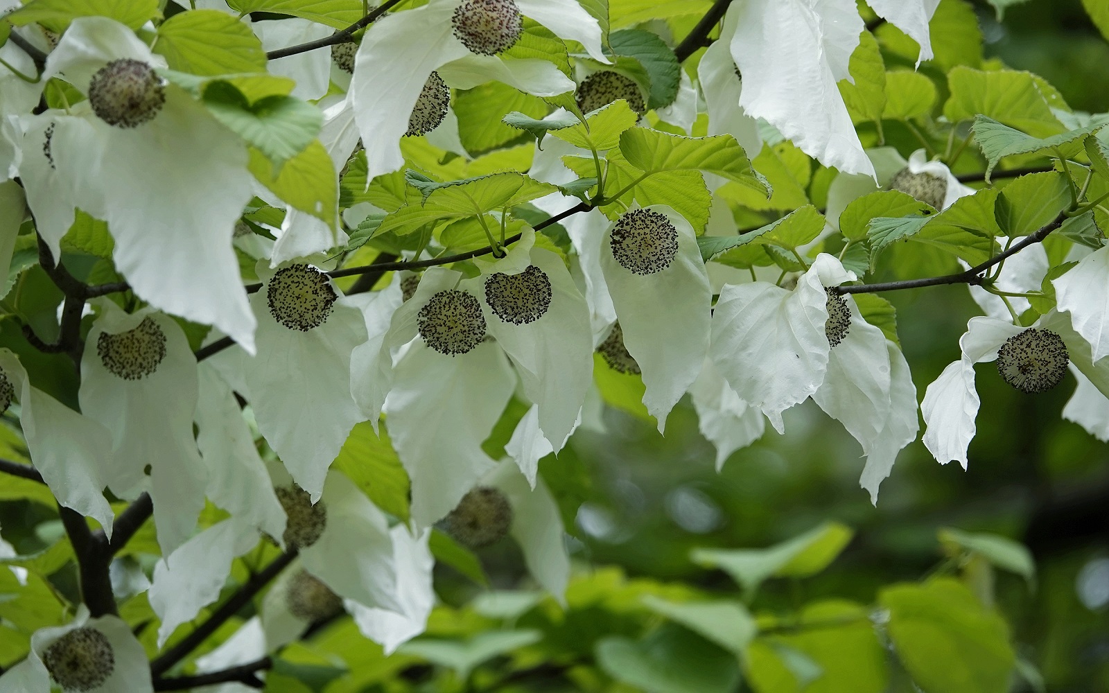 「鴿子花」舞動春日山林 四川平武藥叢山萬株珙桐花綻放