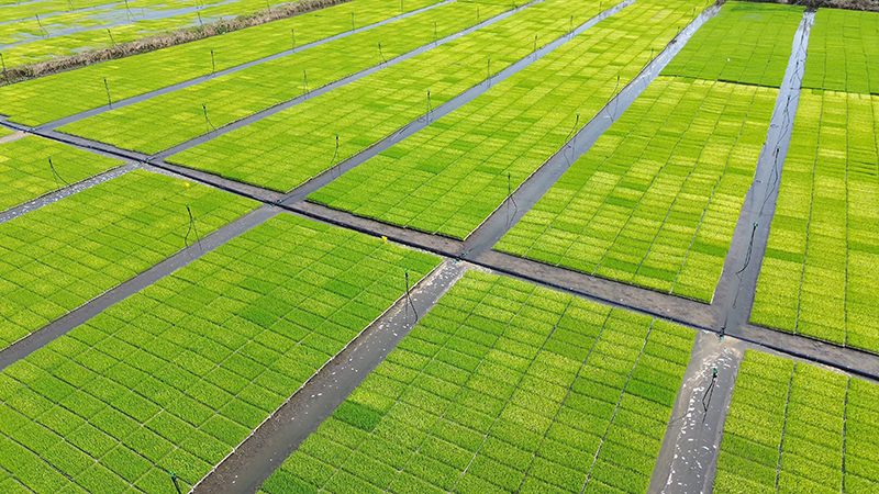 開局衝刺譜新篇 四川綿竹春潮湧動沃野間