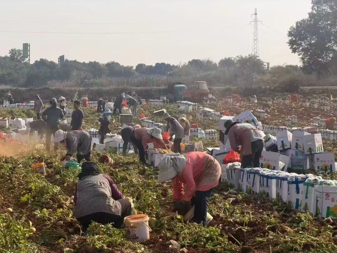 雲南硯山縣8萬畝冬春馬鈴薯喜獲豐收  錯季「金豆豆」鋪就增收路