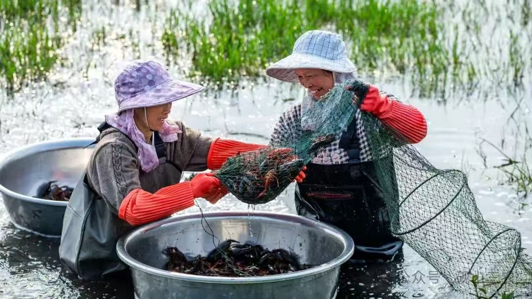 硯山縣  稻蝦輪作促增收  一田雙收興鄉村