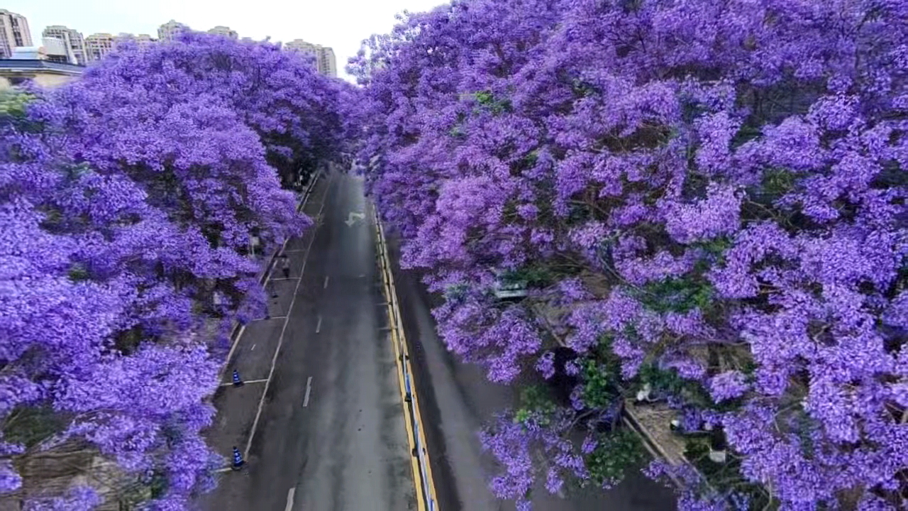 雲南硯山：感受四月限定紫色浪漫