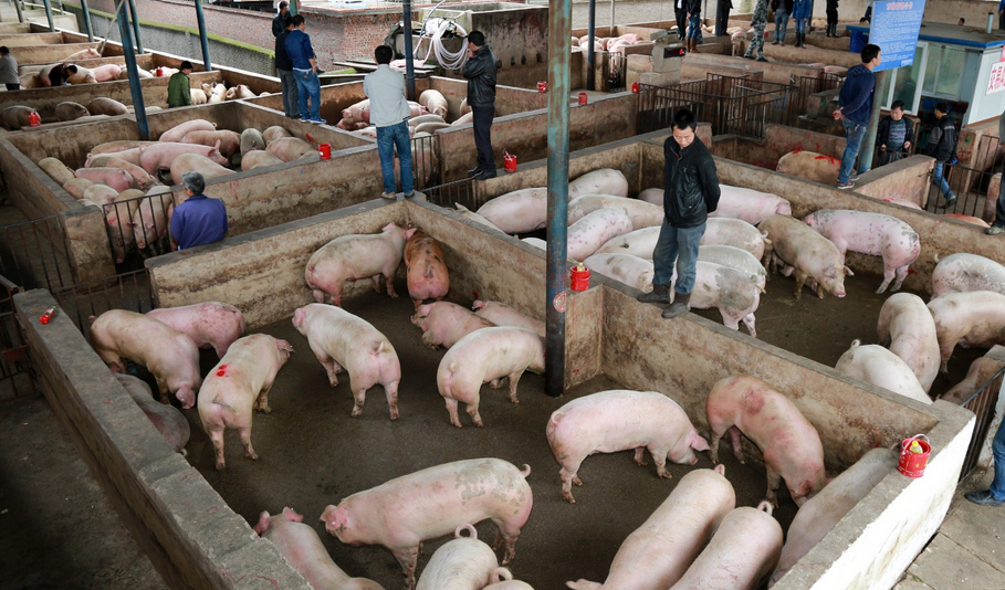 近期全國生豬價格企穩回升
