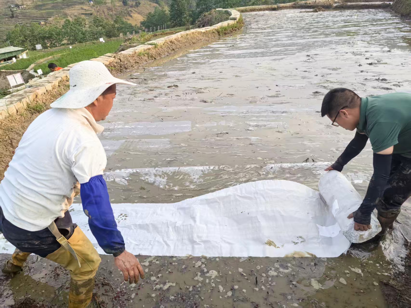 「紙上種稻」！紅河元陽試驗紙膜嵌種直播新技術