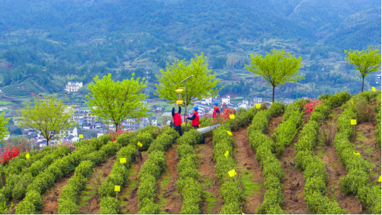 皖休寧縣：茶韻清風與廉同行