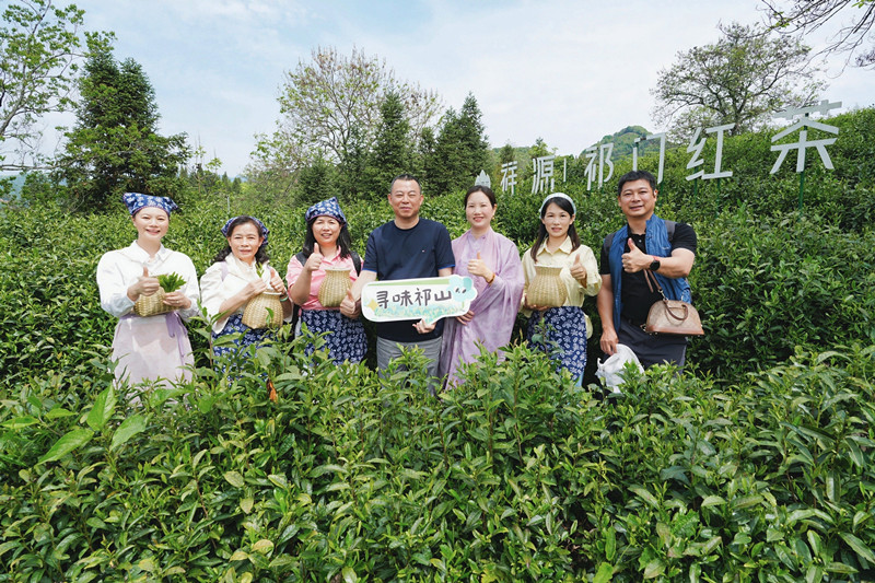 紅茶安茶競芳香  2026年祁門問茶之旅成功舉辦