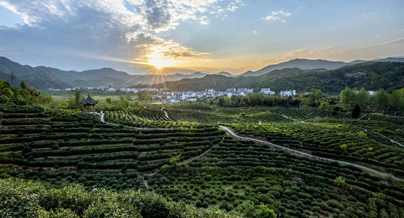 「祁境尋茶之旅」「西塘茶園」雙入選  皖祁門亮相《安徽省「十四五」茶旅風華錄》