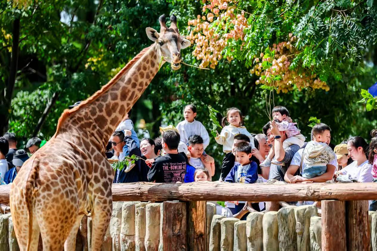 武漢野生動物王國五一八隻小熊見面會啟幕