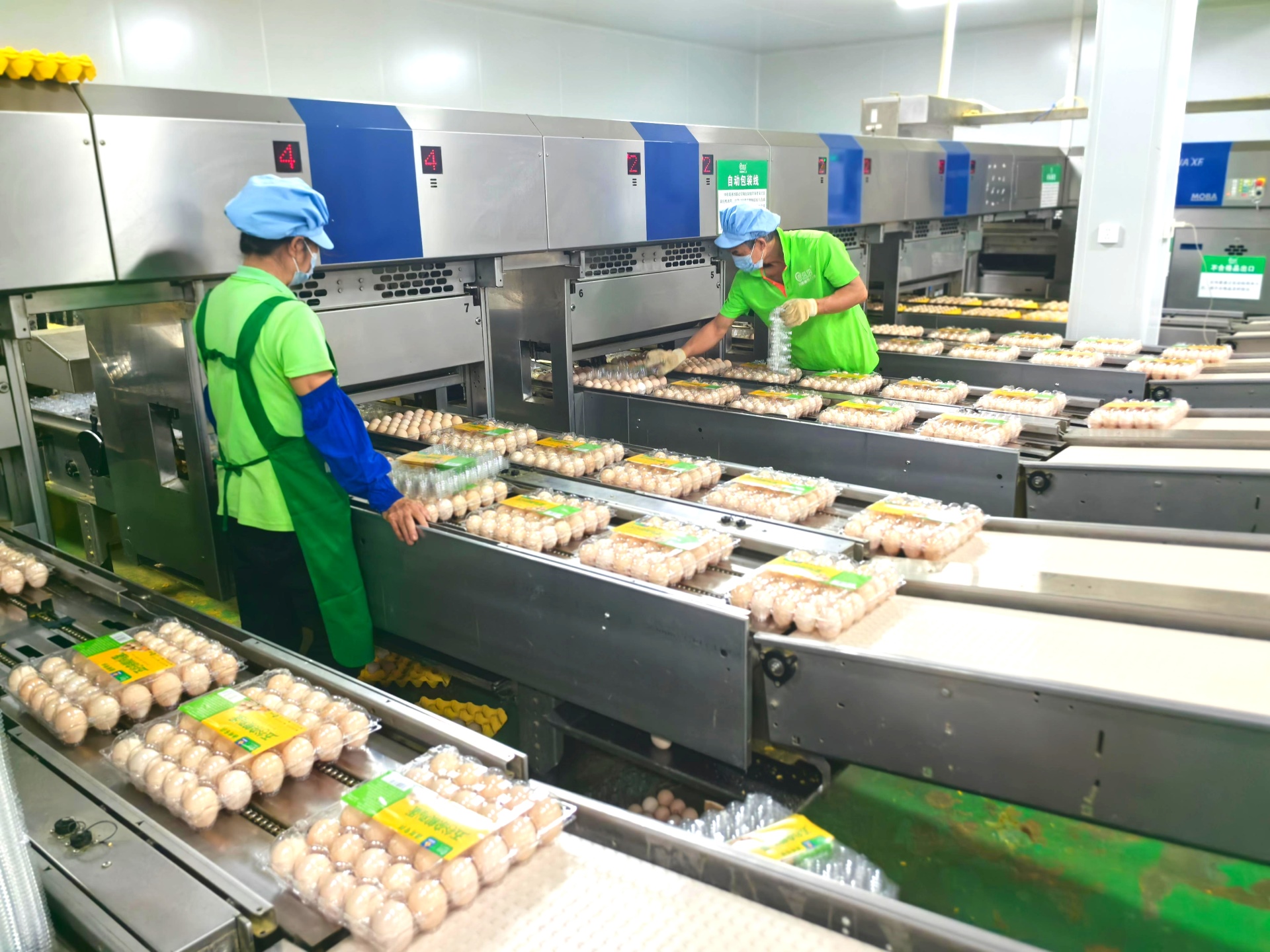 龍頭引領「玉林雞」飛向大灣區：全產業鏈升級鑄就超300億富民產業