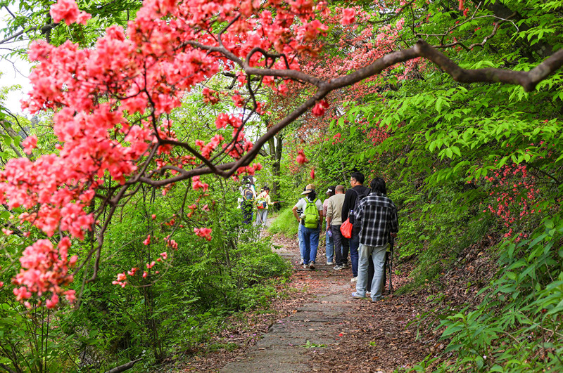 古徽州官道山花爛漫  皖祁門生態遊引八方客