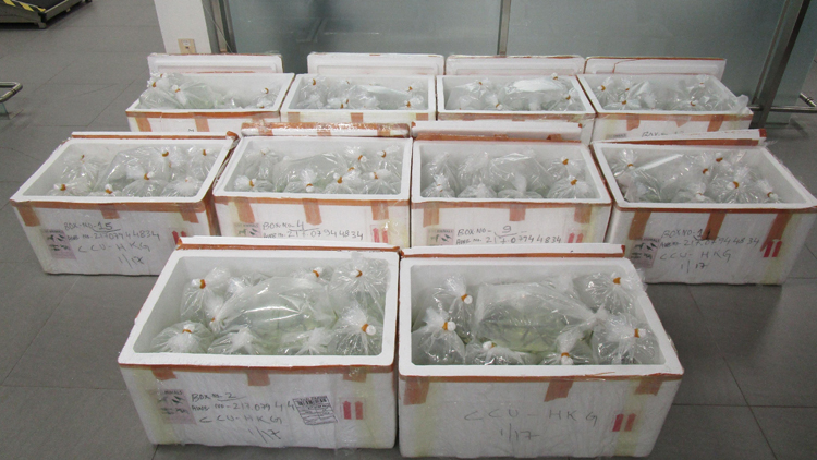 跨境私家車涉走私1366條巨骨舌魚 26歲男司機被捕