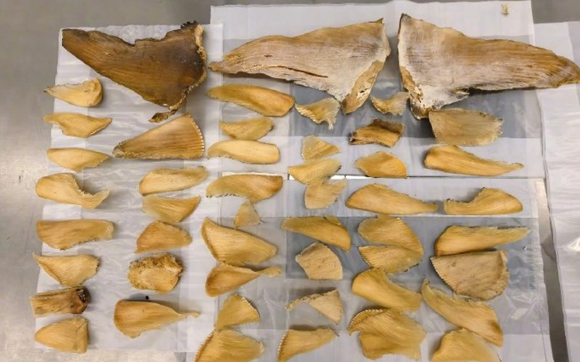 深圳海關查獲50塊瀕危鯊魚翅