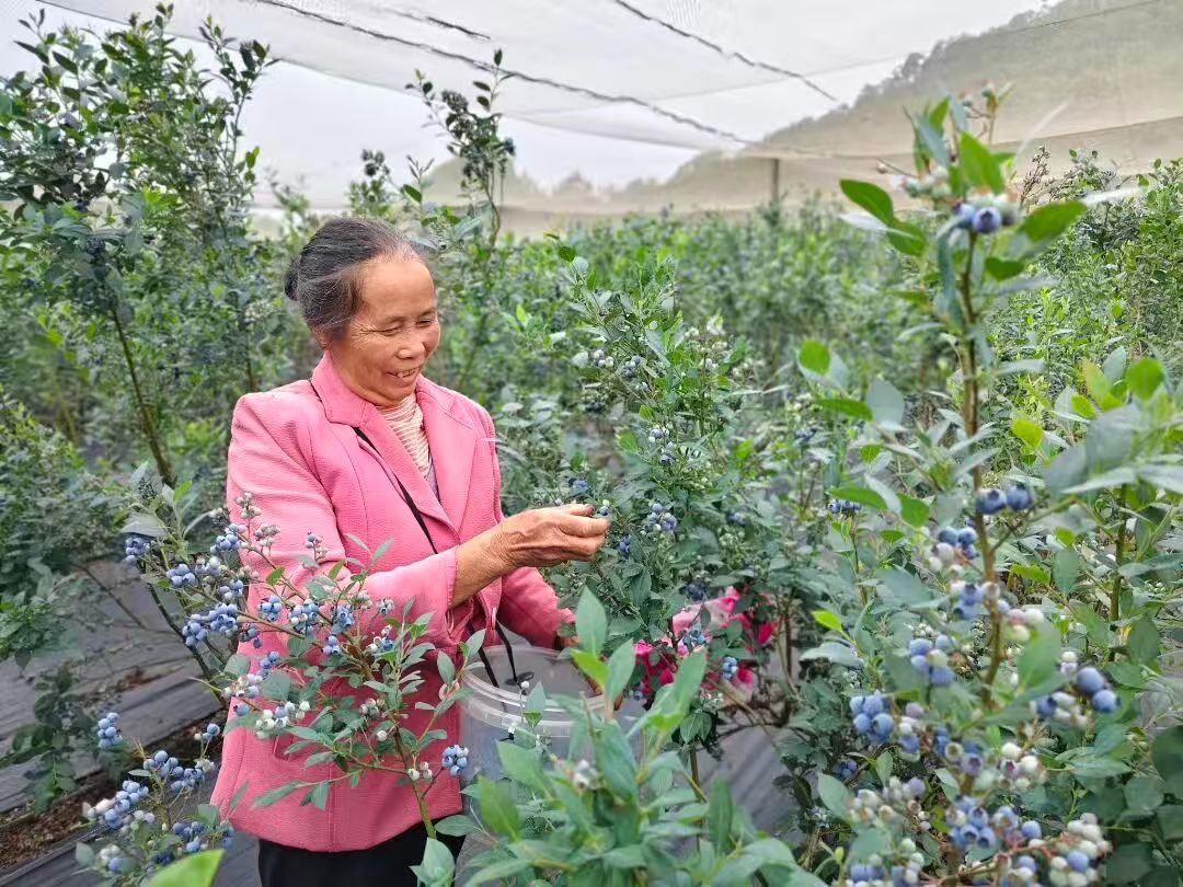 硯山本土藍莓熟了! 酸甜可口，等你來摘