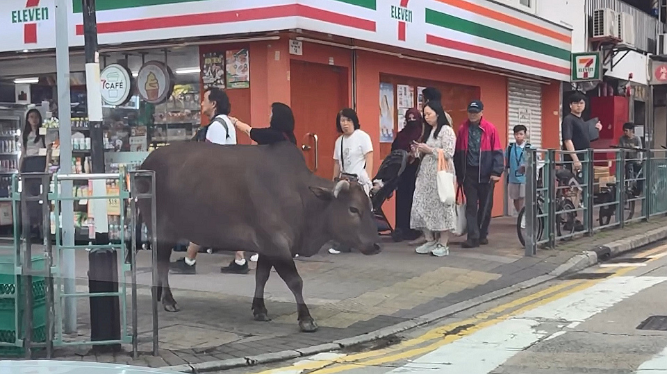 有片〡懂規矩的原住民 兩牛牛乖巧斑馬線過馬路