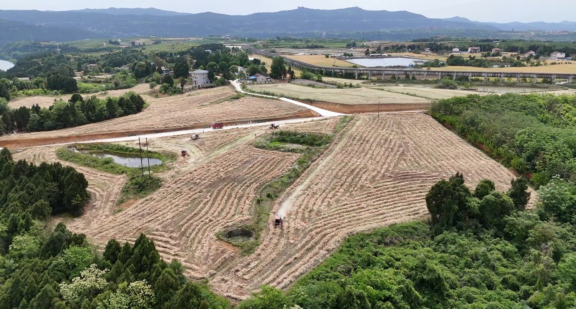 28萬畝油菜豐收 四川梓潼推廣兩段式機收畝減損6%