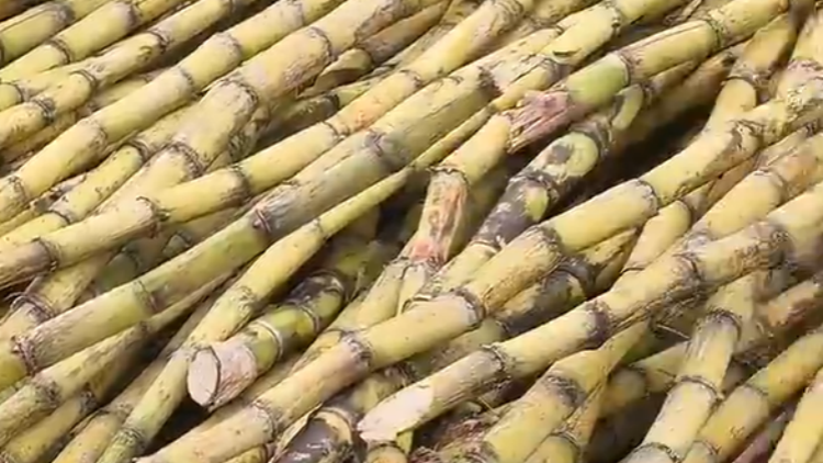 廣州蔗田到化州糖廠：一場關於果蔗的「甜蜜接力」