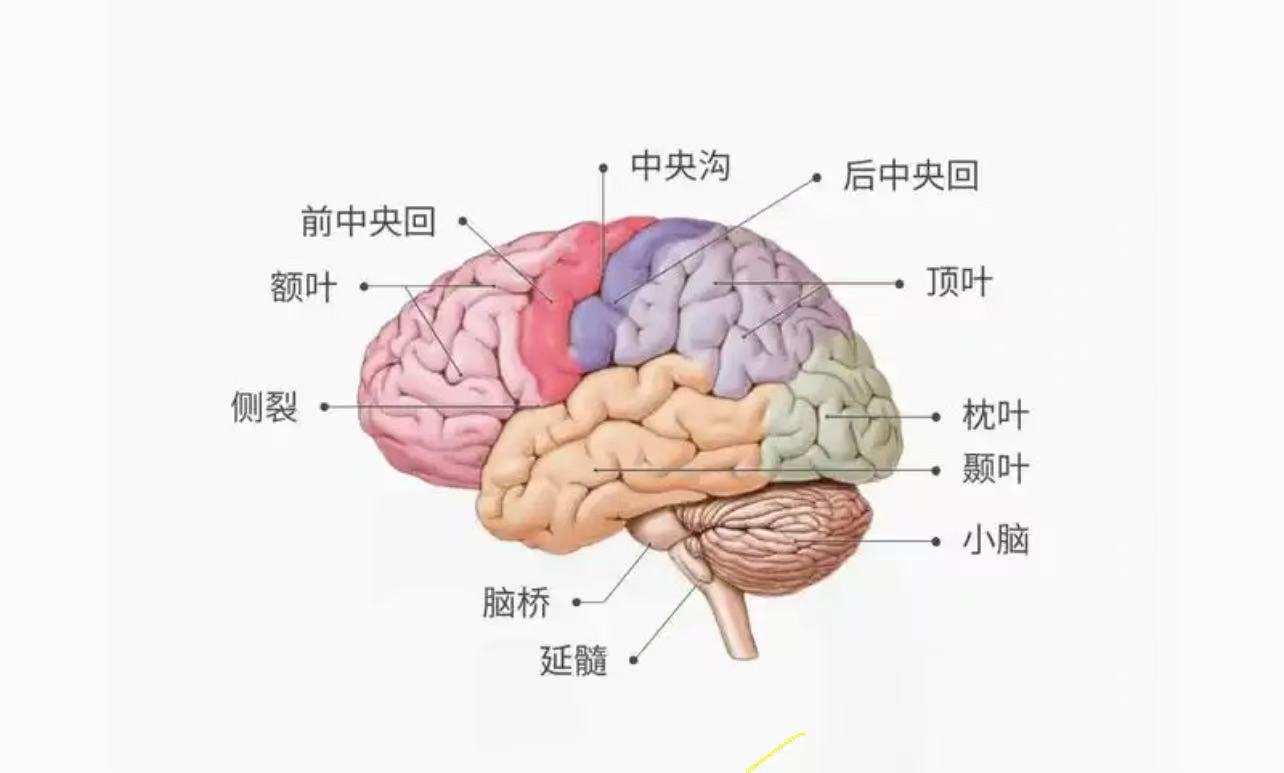 有片丨「吃得苦中苦，方為人上人」？研究發現：多吃苦對大腦有害！