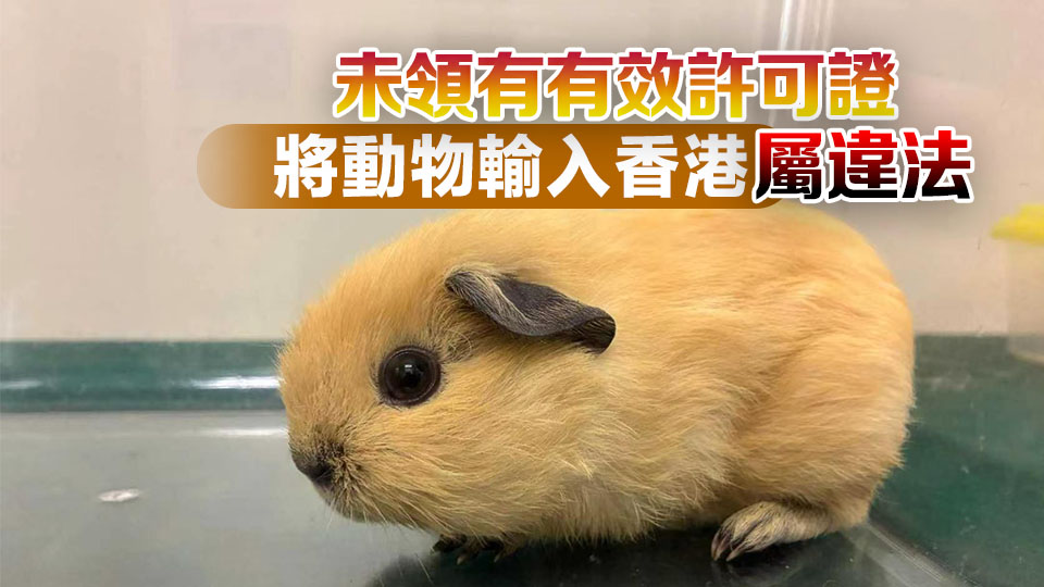 海關落馬洲檢7隻疑非法進口動物 一名女子被捕