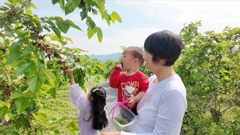 皖黟縣：百畝桑園結碩果 生態農業富鄉鄰