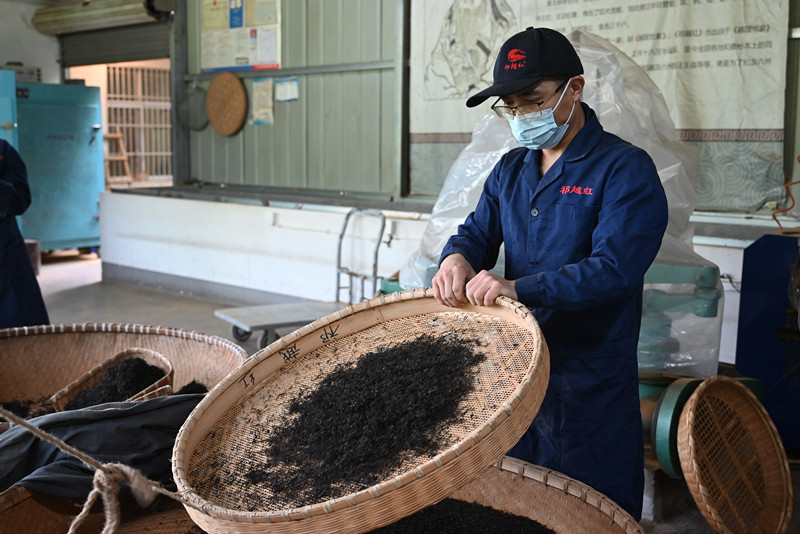 皖祁門：生態好茶  堅守匠心