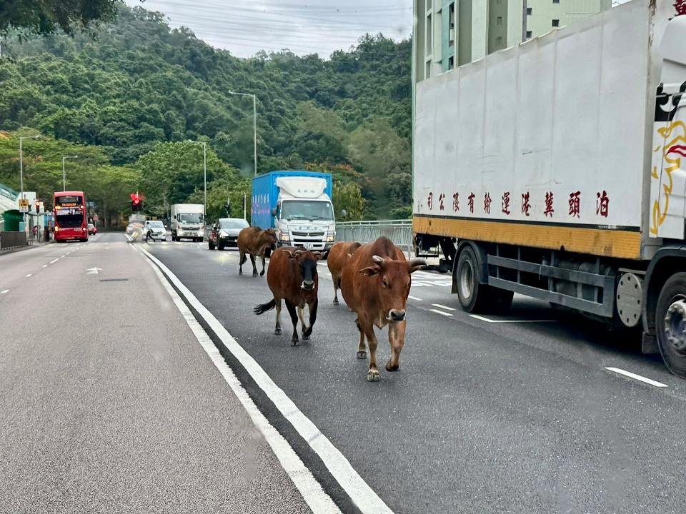 葵涌4黃牛馬路踏步 網民貼圖籲小心牛牛出沒